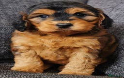 Cockapoo dogs for sale: Stunning Quality F1 Chocolate sable Cockapoo pups - Image 12