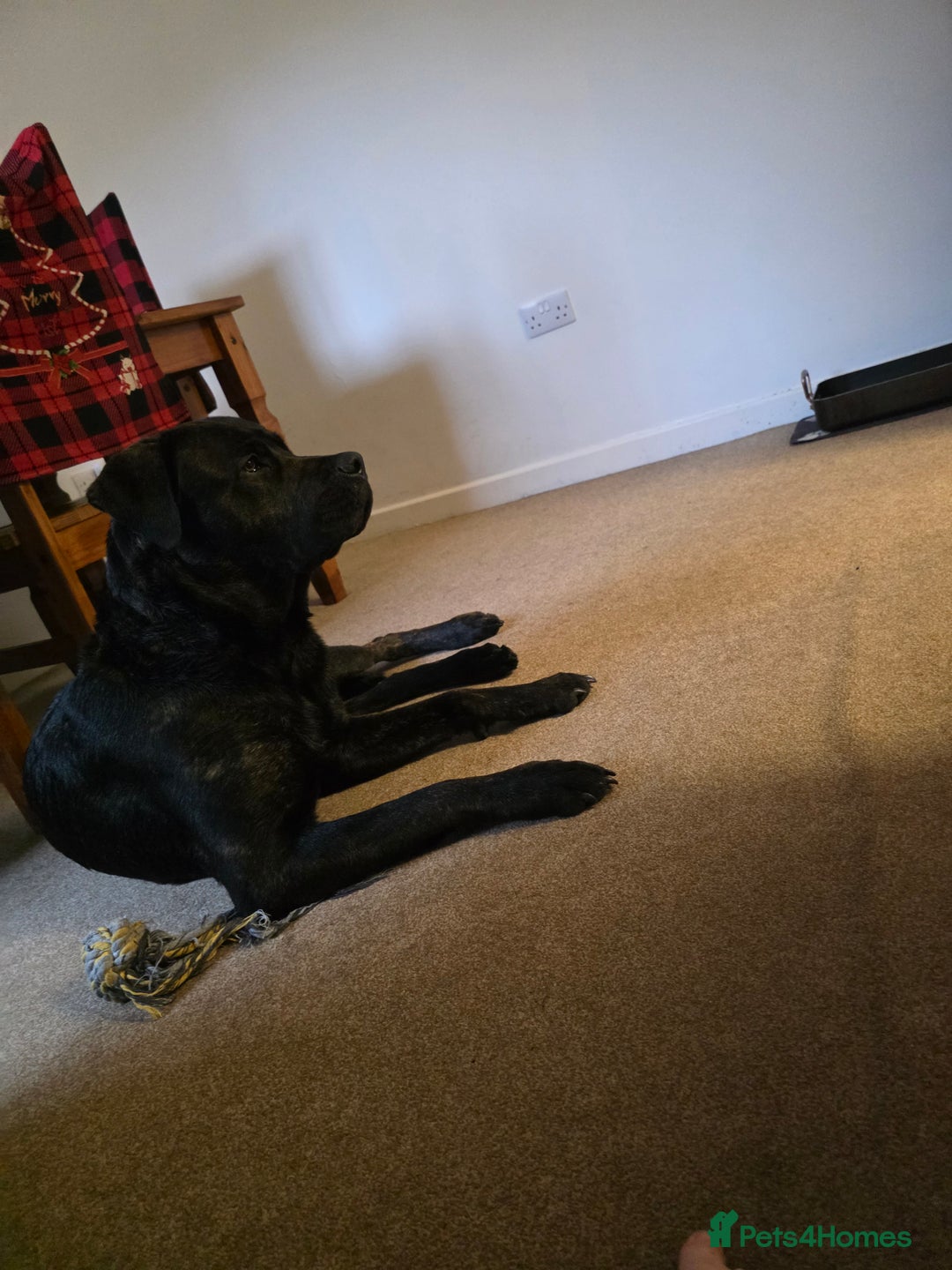 Mixed Breed dogs for sale: Cane Corso x presa canario  - Advert 2