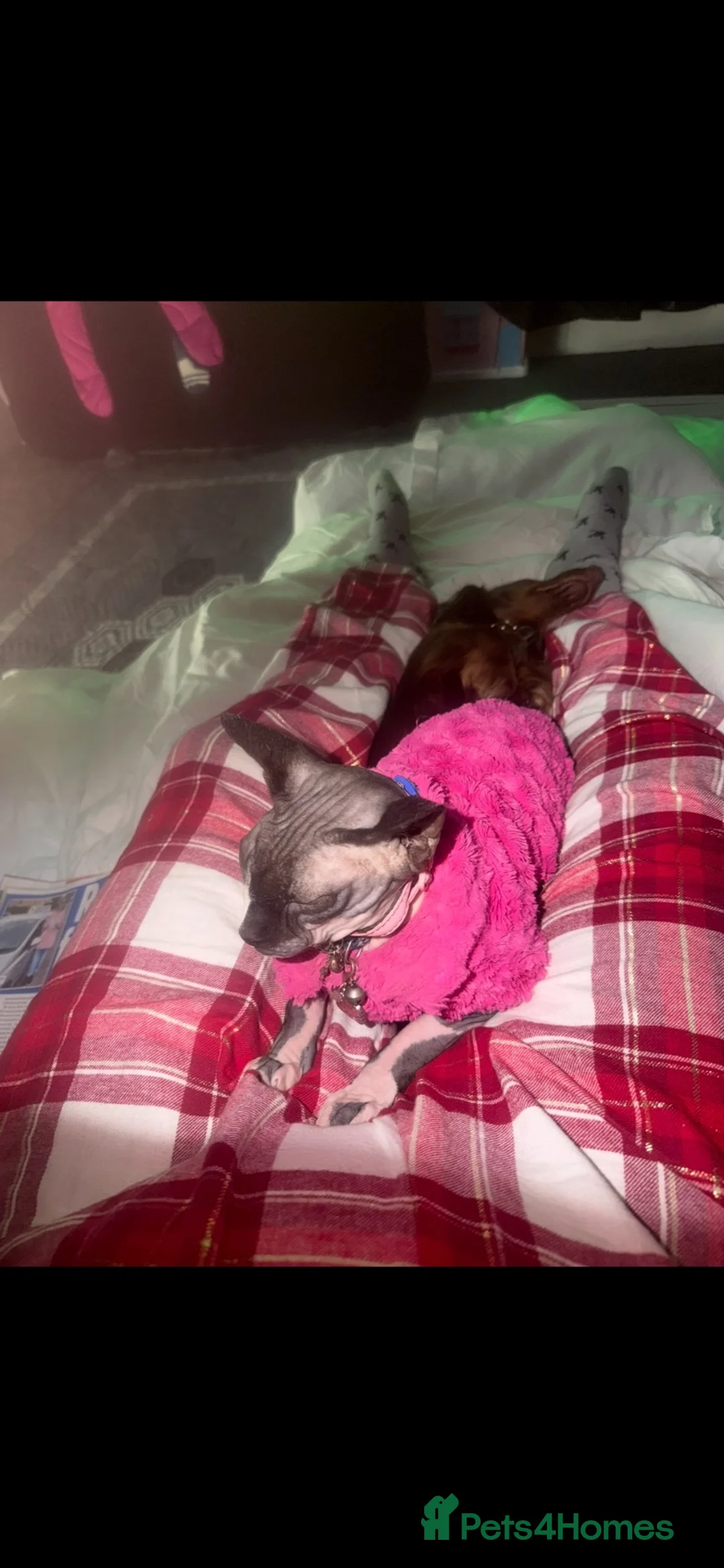Sphynx cats for sale: Russian donskoy sphynx female.  - Advert 2
