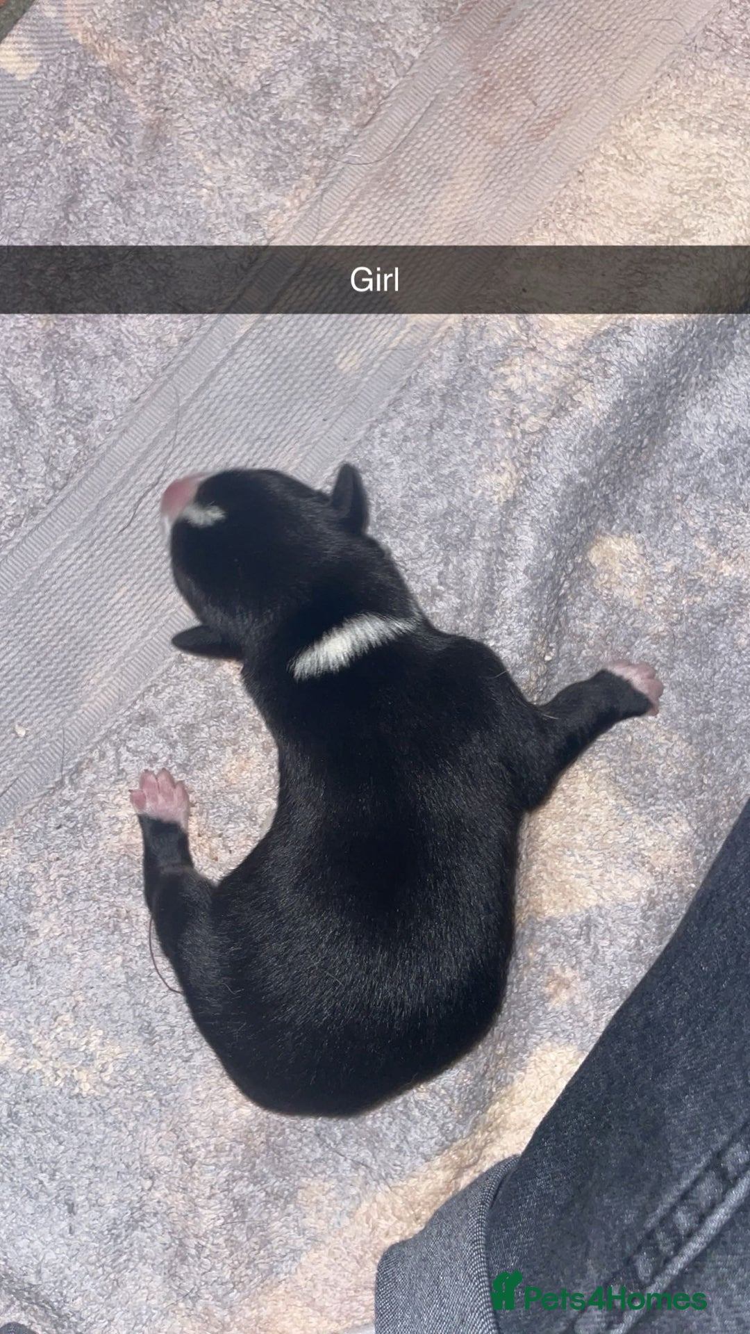 Mixed Breed dogs for sale: Huskita X Border Collie mix - Image 7