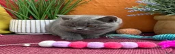 British Shorthair cats for sale: British Shorthairs**READY NOW** - Advert 18