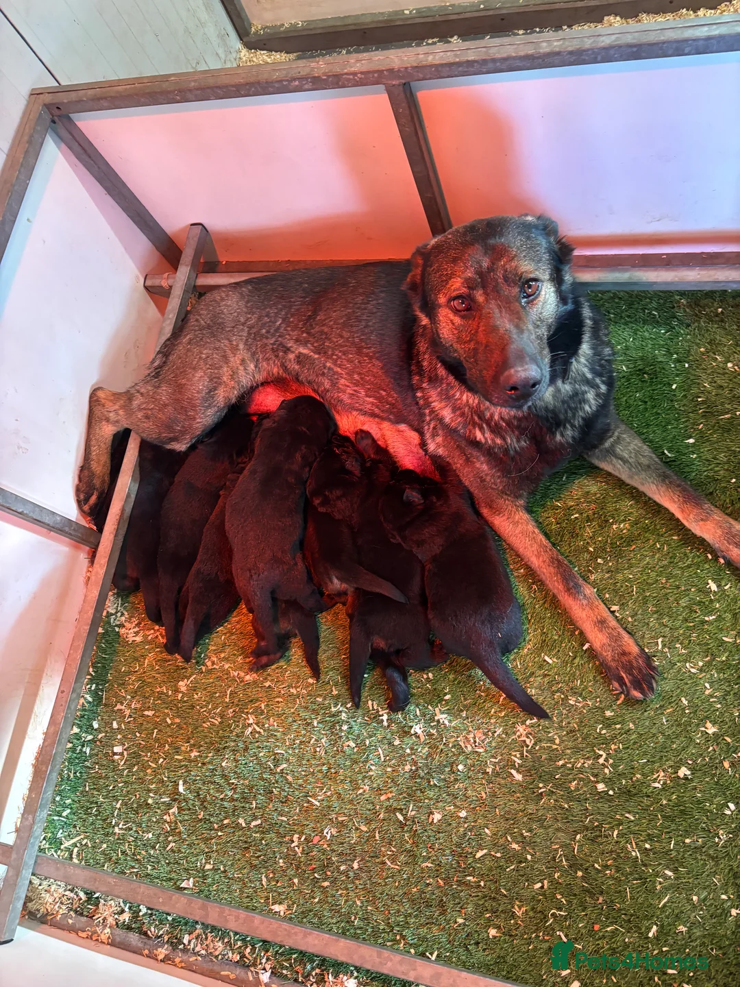 German Shepherd dogs for sale: Quality German Shepherd puppies  - Advert 10