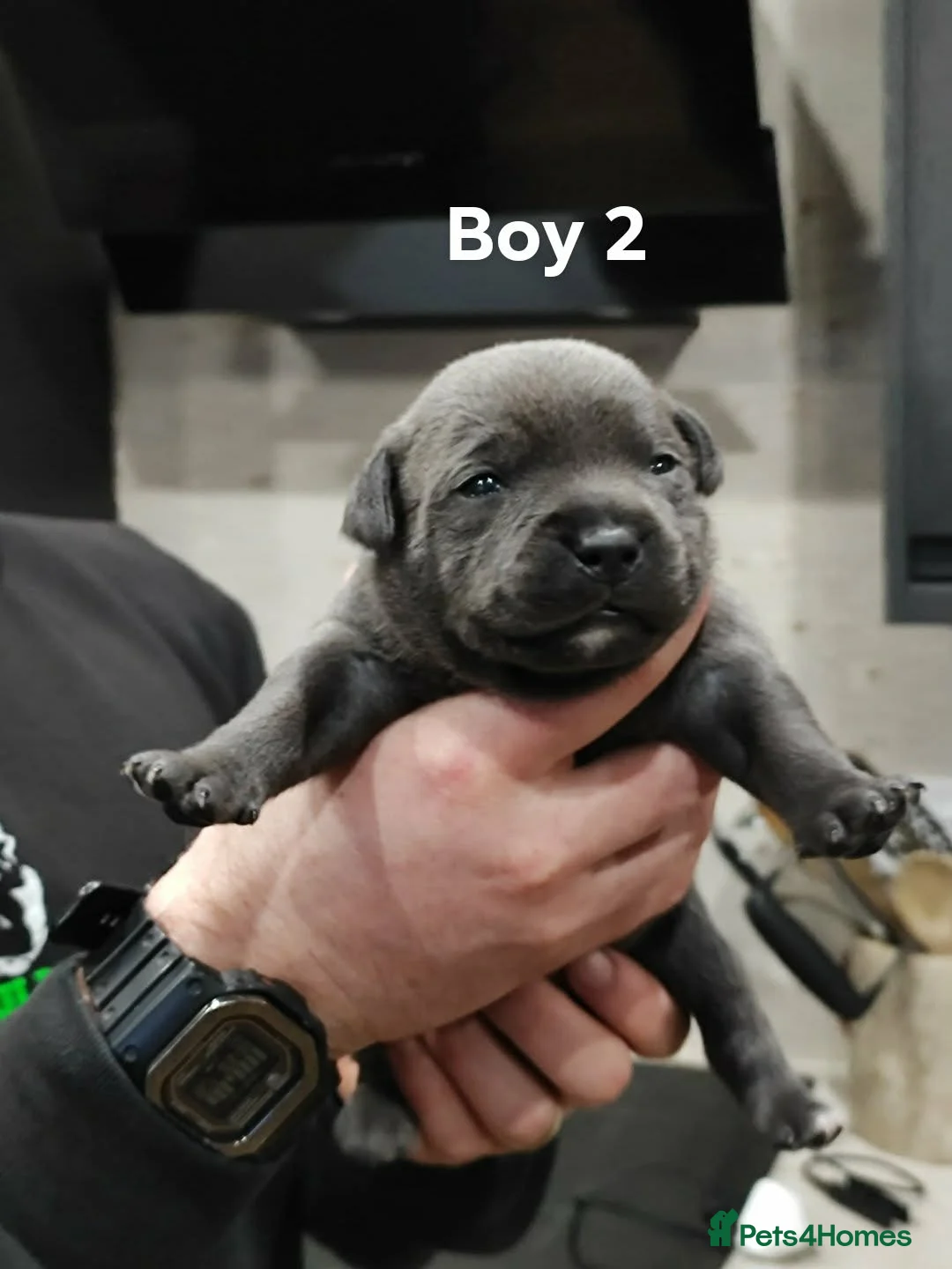 Staffordshire Bull Terrier dogs for sale: Blue/Black Staffordshire Bull Terrier Puppies - Advert 10