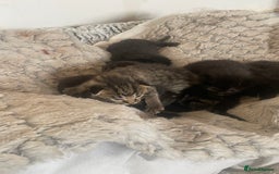 Mixed Breed cats for sale: 5 beautiful mixed kittens  - Image 9