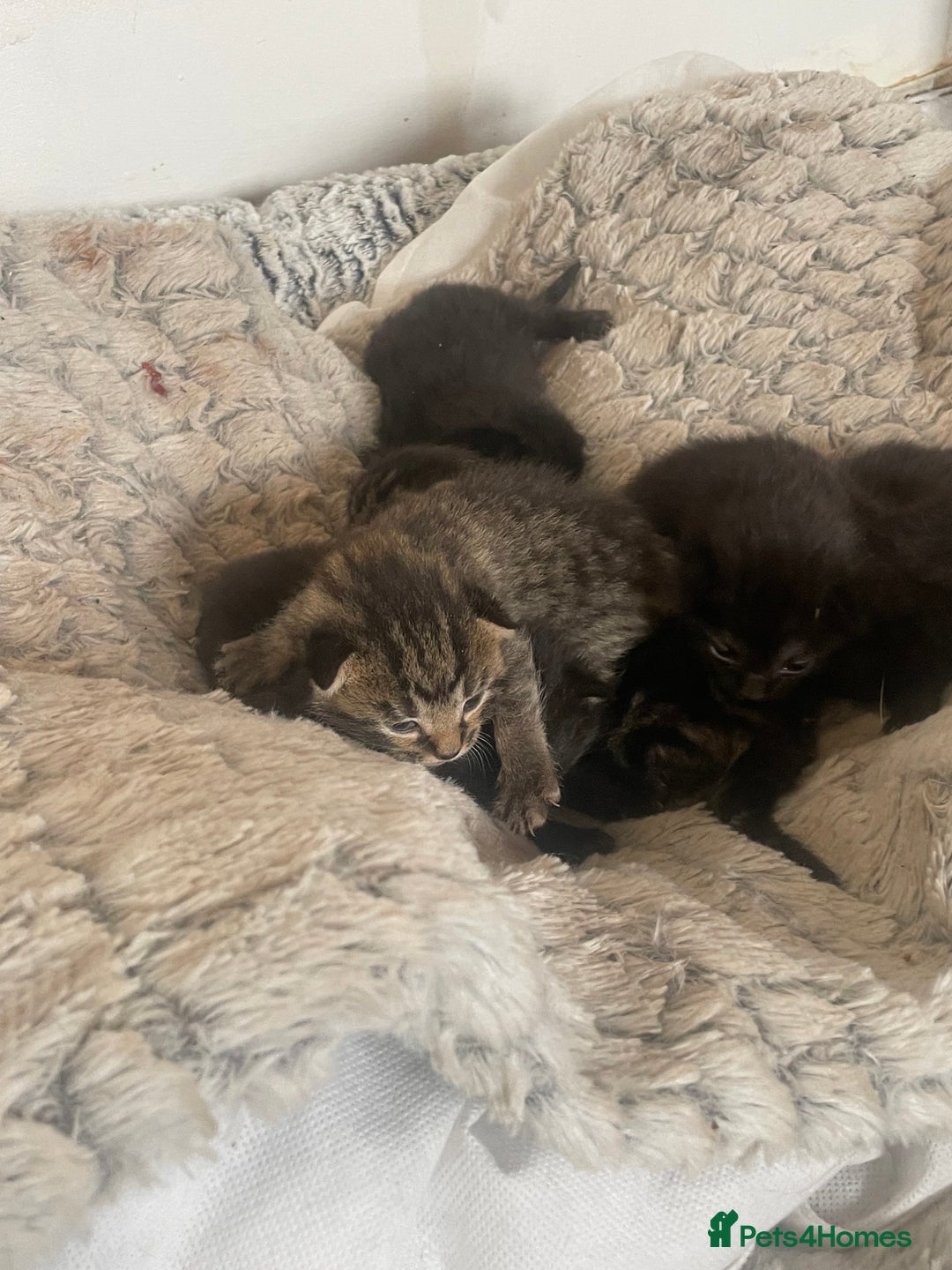 Mixed Breed cats for sale: 5 beautiful mixed kittens  - Image 9
