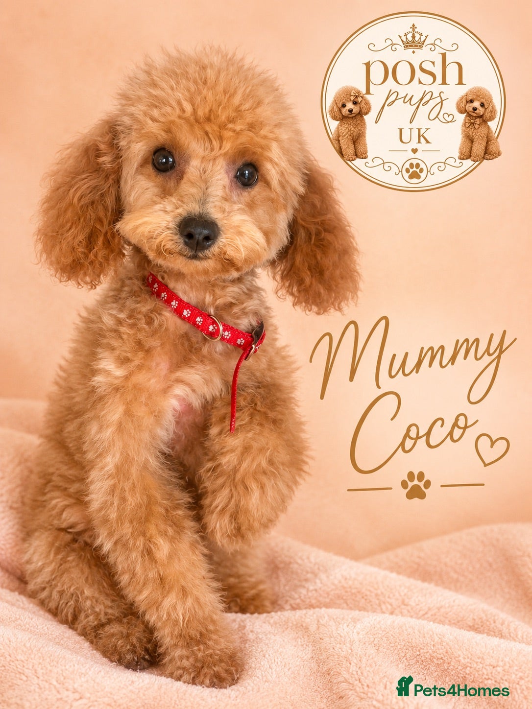 Toy Poodle dogs Meet Coco’s beautiful first litter off toy poodles - Advert 2