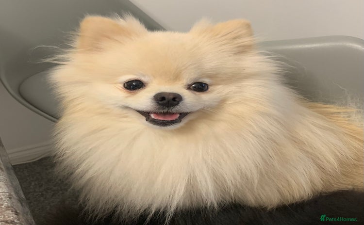 Pomeranian dogs - Advert 2