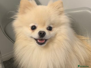 Pomeranian dogs - Advert 13