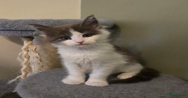 Maine Coon cats - Advert 16
