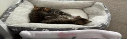 Mixed Breed cats for sale: Beautiful kittens  in Ipswich - Advert 8