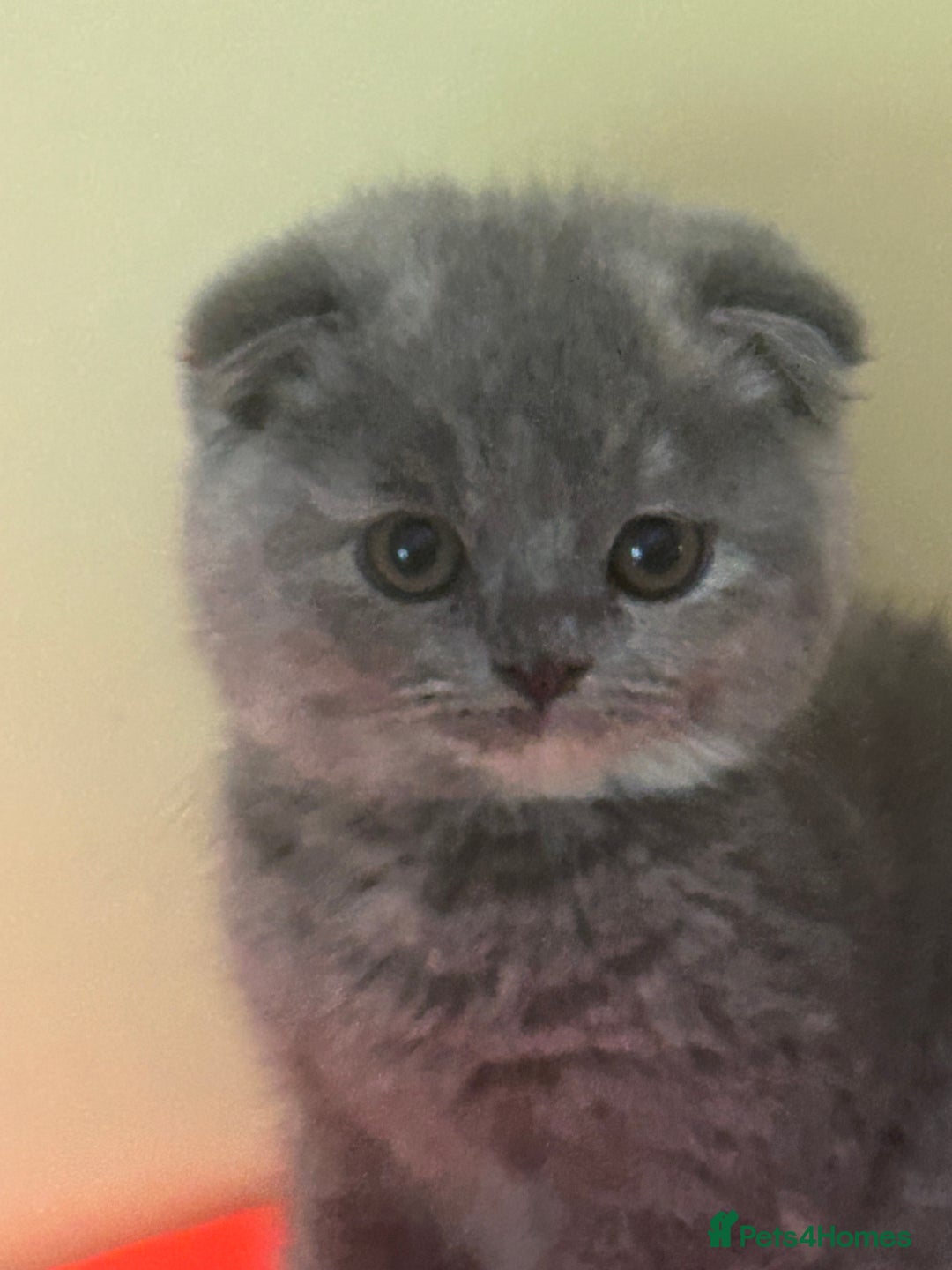 Scottish Fold cats for sale: 🌸🌸Blue  Fold girls available for reservation 🌸 - Image 7