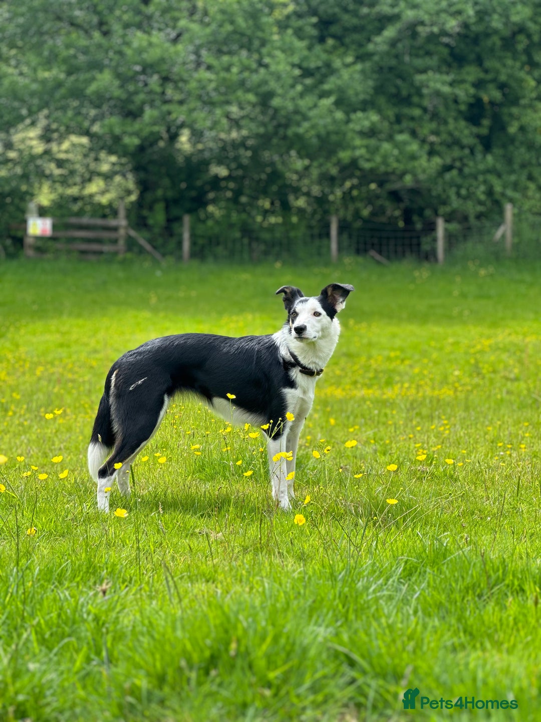 Border Collie dogs for sale: Border collie puppies  - Image 10