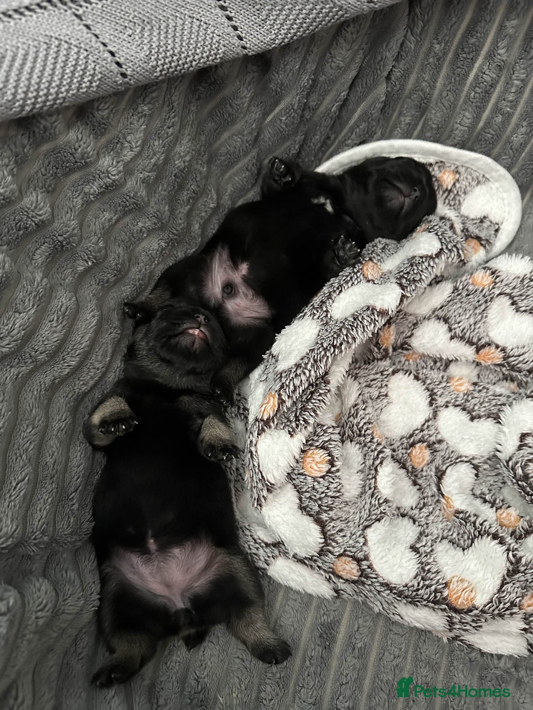 French Bulldog dogs for sale: french bulldog puppys (1 stunning boy left) - Advert 21
