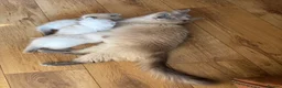 Ragdoll cats for sale: Beautiful Pure Ragdoll kittens - Advert 22