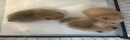 Pomeranian dogs for sale: Double coated true to type Pomeranians  - Advert 11