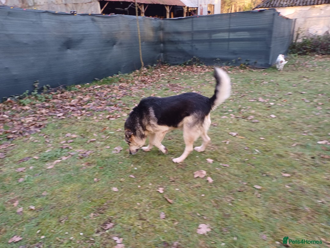 Mixed Breed dogs for adoption: 🐶Really… does nobody want to give me a chance? 💔 - Advert 6