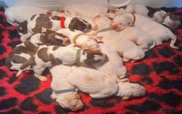 Italian Spinone dogs for sale: ITALIAN SPINONE WAITING LIST OPEN -DUE OCT - Image 6