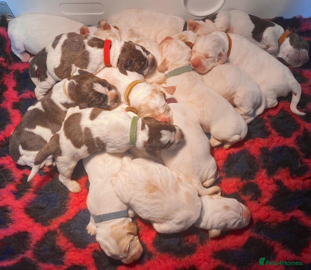 Italian Spinone dogs for sale: ITALIAN SPINONE WAITING LIST OPEN -DUE OCT - Image 6