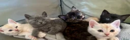 Exotic cats for sale: Adorable kittens in Bolton - Advert 19