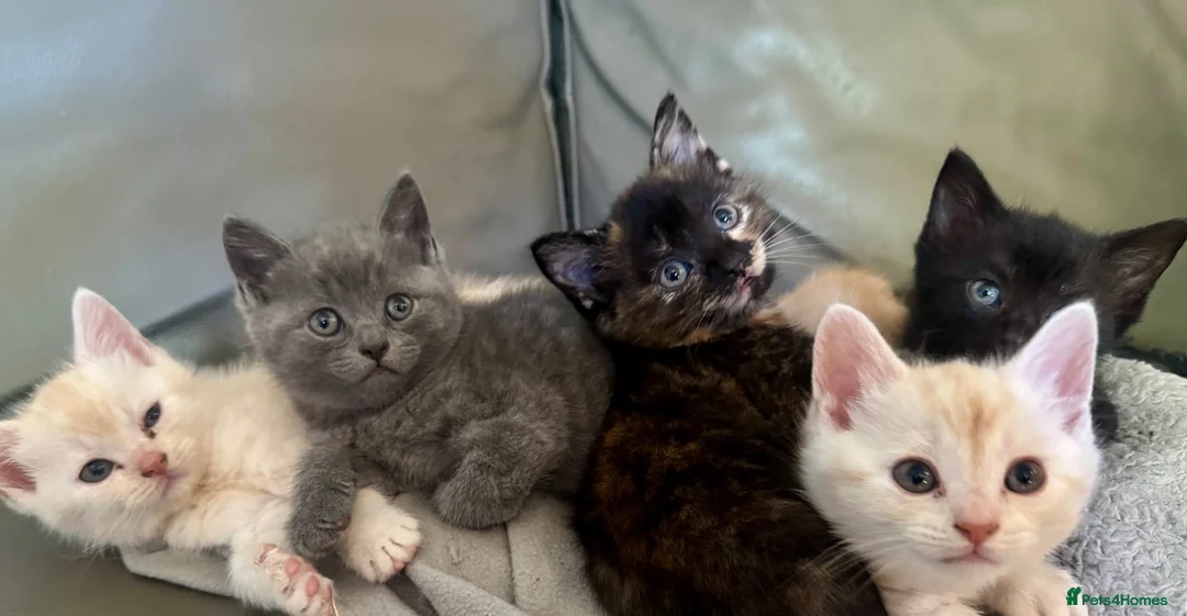 Exotic cats for sale: Adorable kittens in Bolton - Advert 19