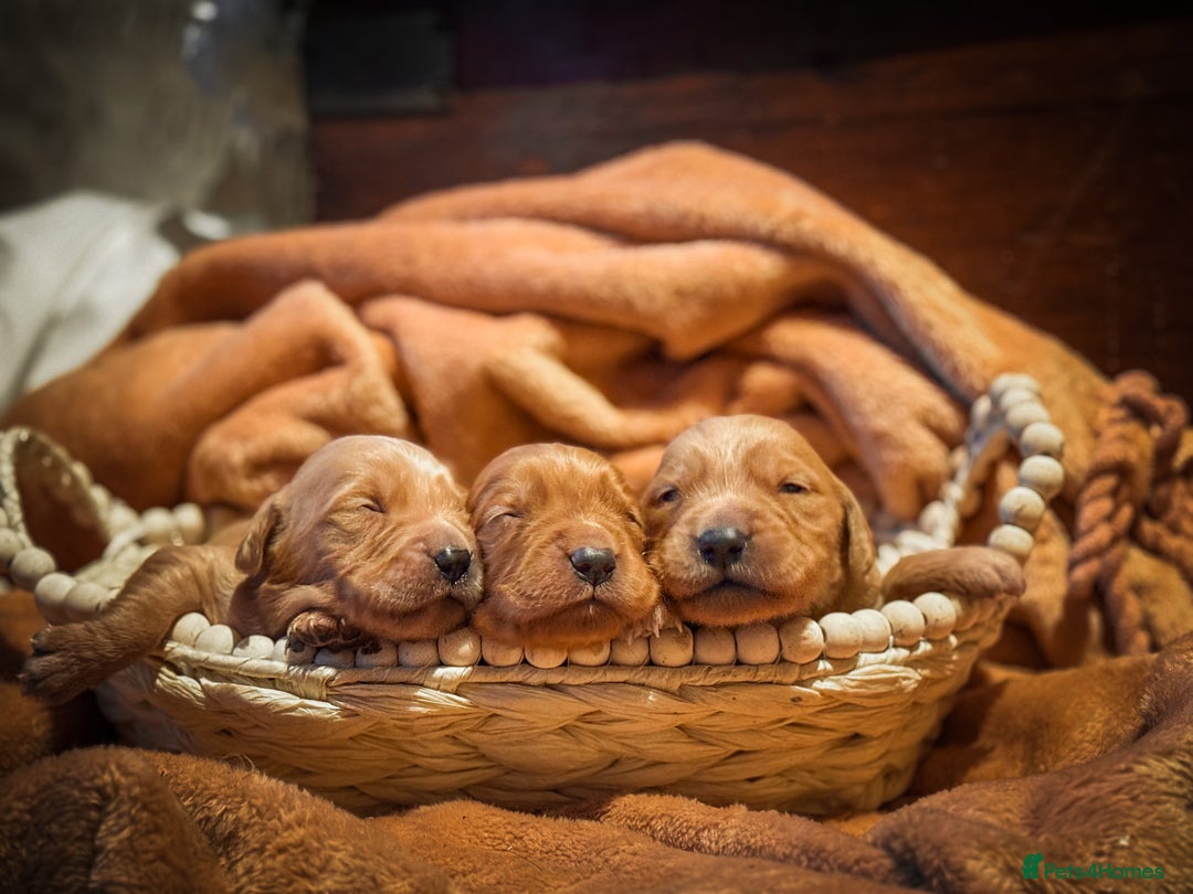 Golden Retriever dogs for sale: Beautiful Deep Red KC Golden Retrievers  - Advert 2