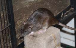 Rat rodents for sale: Cute baby rats - Image 4