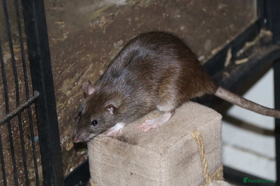 Rat rodents for sale: Cute baby rats - Image 4
