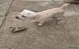 Mixed Breed dogs for sale: Little Bella - Image 3