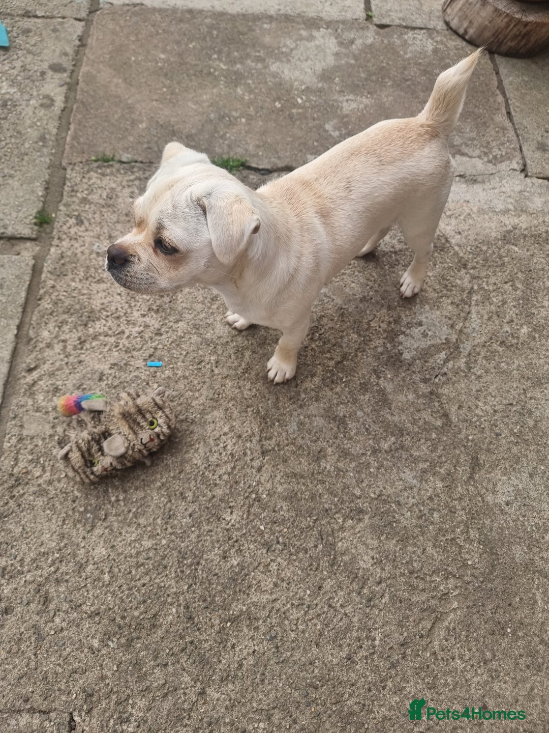 Mixed Breed dogs for sale: Little Bella - Image 3