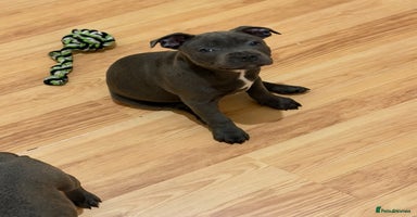 Staffordshire Bull Terrier dogs - Advert 11