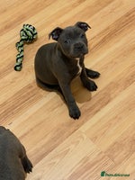 Staffordshire Bull Terrier dogs - Advert 11