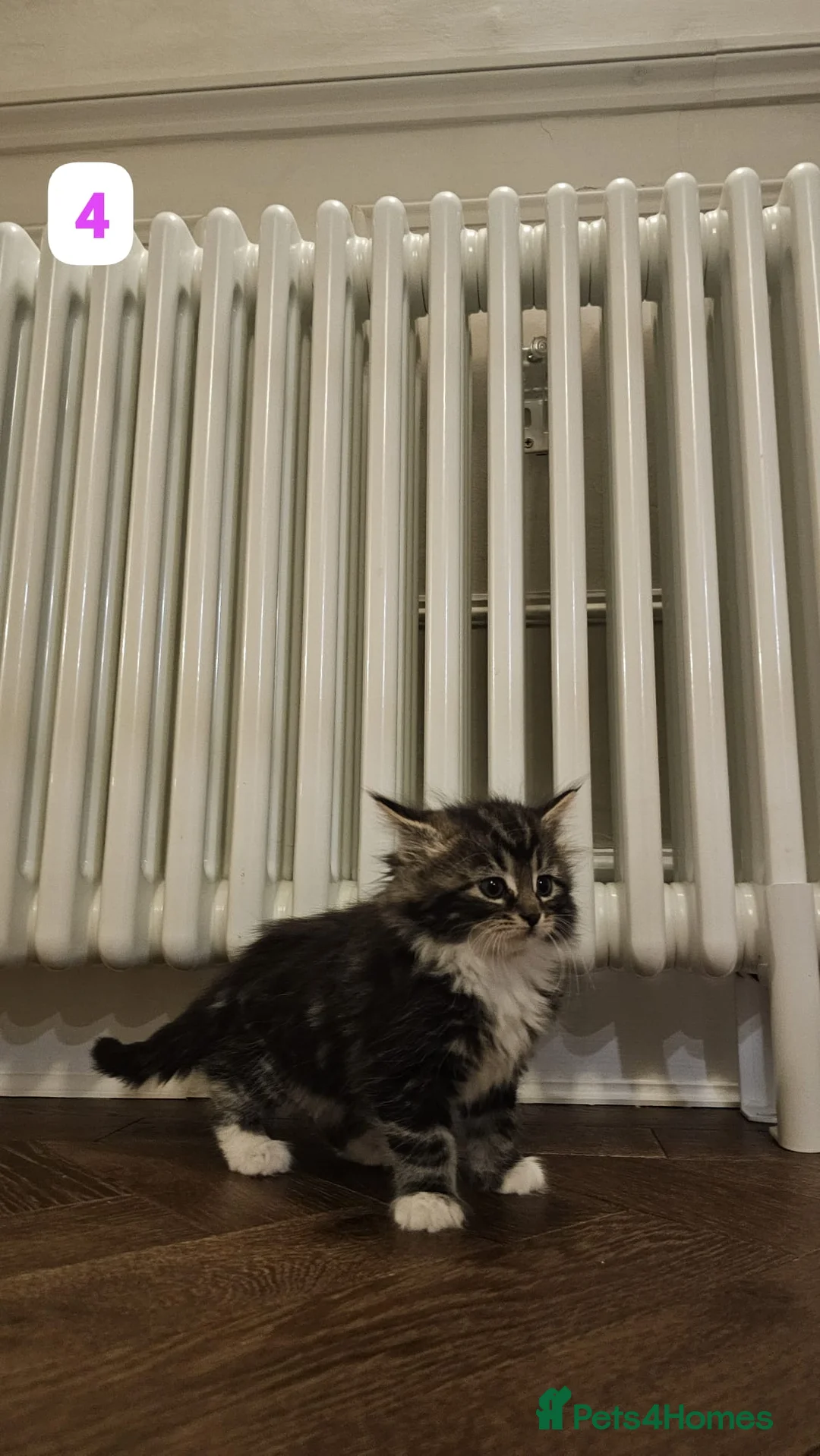 Maine Coon cats for sale: 7 Beautiful Maine Coon x Kittens - Advert 9