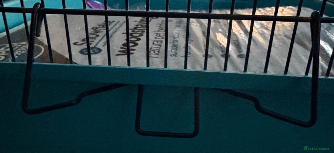 Hamster rodents for sale: Syrian hamster cage plus add ins - Advert 4