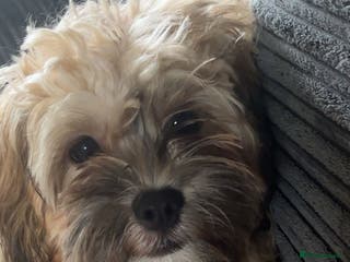 Shihpoo dogs Lovely shihpoo for rehoming - Advert 1