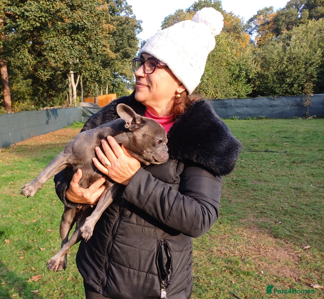 French Bulldog dogs for adoption: Meet BONNIE - a Lovely Girl, for a Loving Home - Image 8