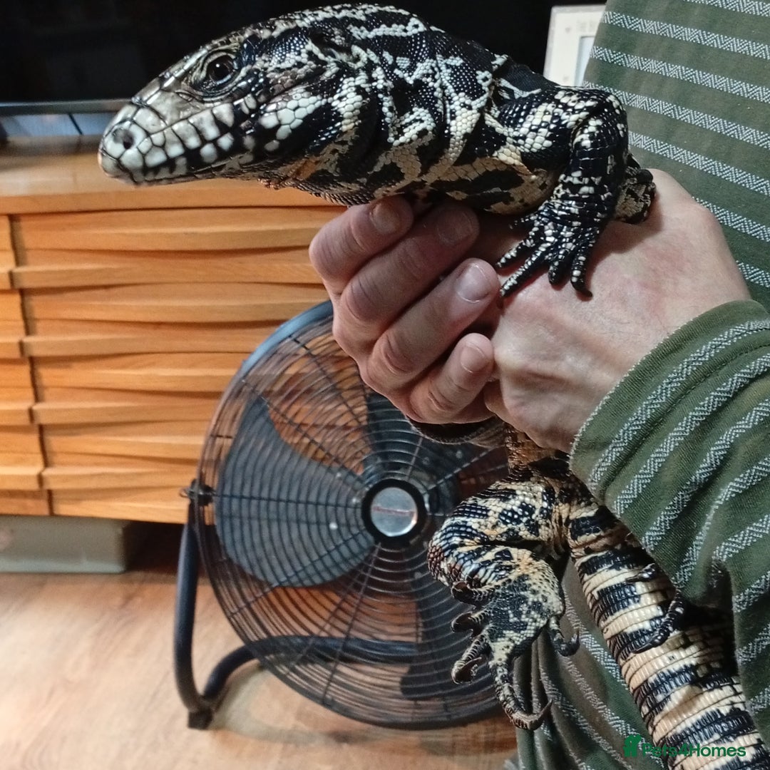Lizard reptiles for sale: Black and white Argentine Tegu - Image 5