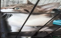 Domestic Shorthair cats for sale: Two kittens  - Image 3
