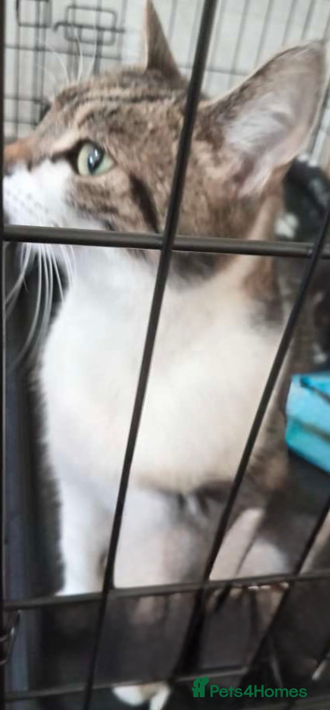 Domestic Shorthair cats for sale: Two kittens  - Image 3
