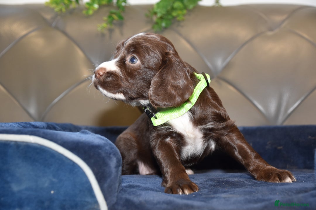 Cocker Spaniel dogs for sale: Kc Reg Health Tested Cocker Spaniel Puppies - Advert 21
