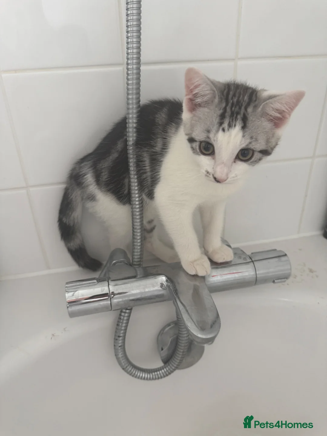British Shorthair cats for sale: British short hair kittens - Advert 1