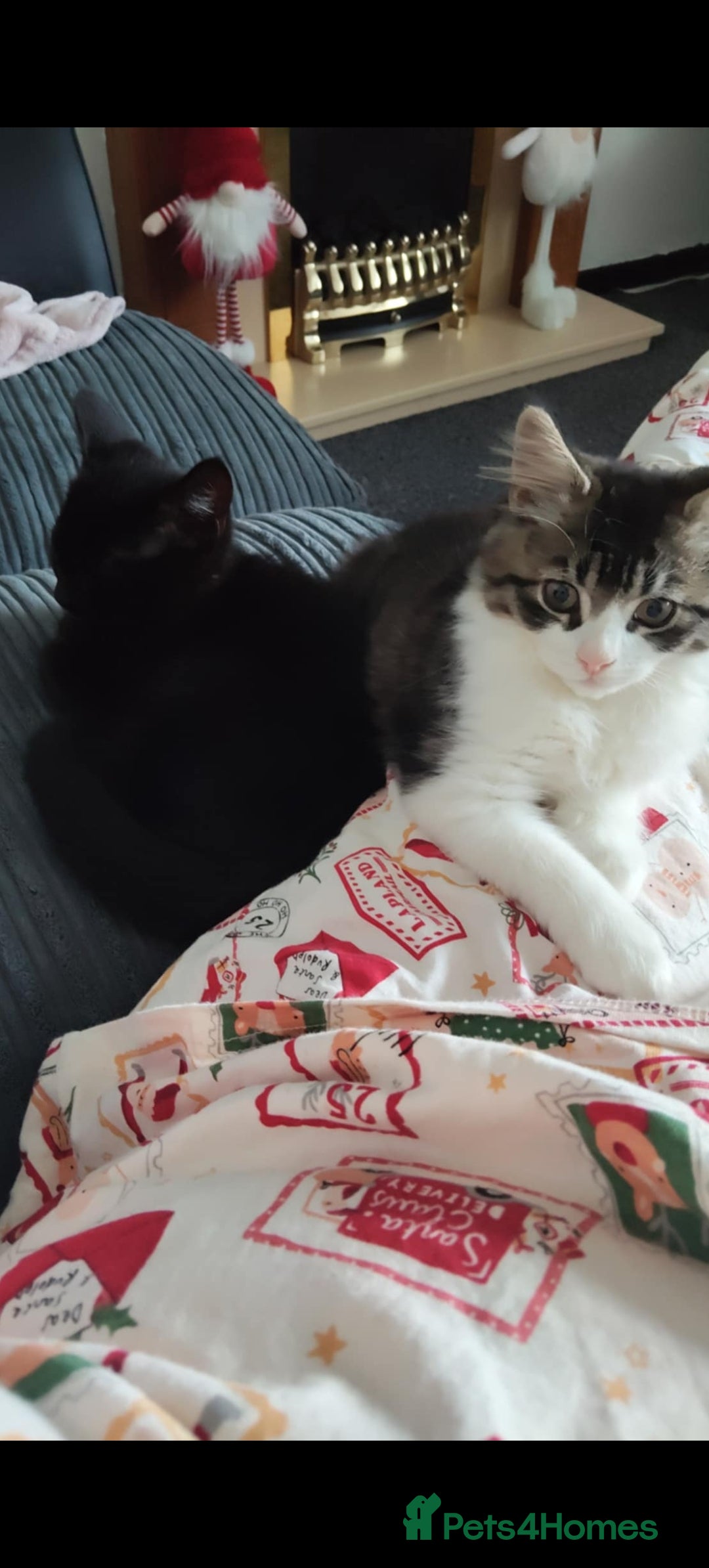 Mixed Breed cats for sale: 3 kittens need rehoming  - Advert 1