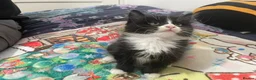 Mixed Breed cats for sale:  kittens 😸  - Advert 20