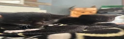 Domestic Shorthair cats for sale: 2 female kittens £50 each or both for £80.  in Tamworth - Advert 3