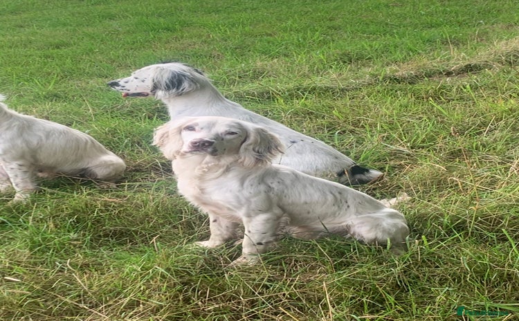 English Springer Spaniel dogs in Bishop Auckland - Advert 5