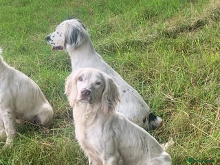 English Springer Spaniel dogs in Bishop Auckland - Advert 1