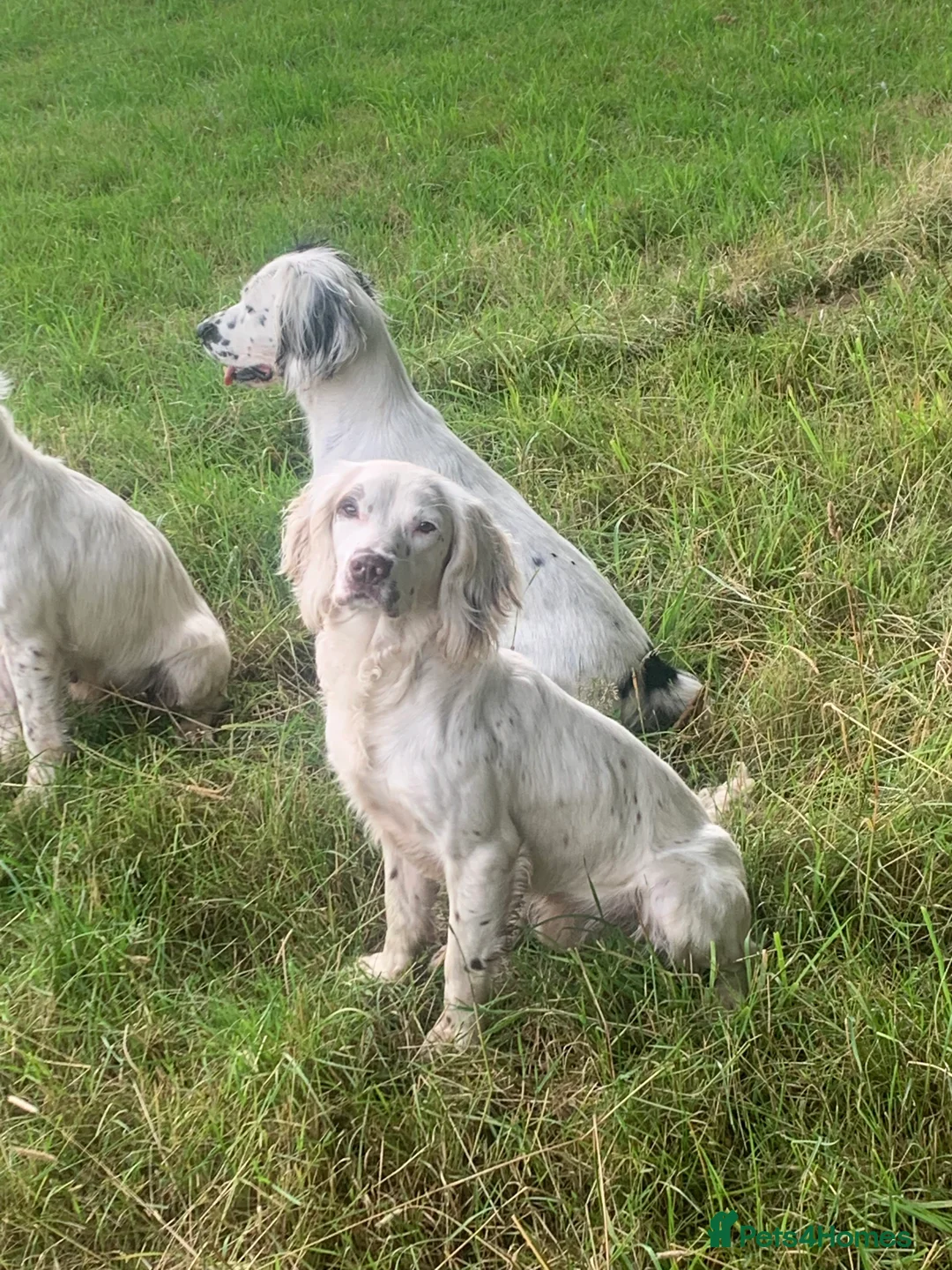 English Springer Spaniel dogs for stud: HEALTHTESTED WORKING ENGLISH SPRINGER SPANIEL in Bishop Auckland - Advert 4