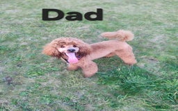 Cockapoo dogs for sale: Adorable cockapoo  - Image 16