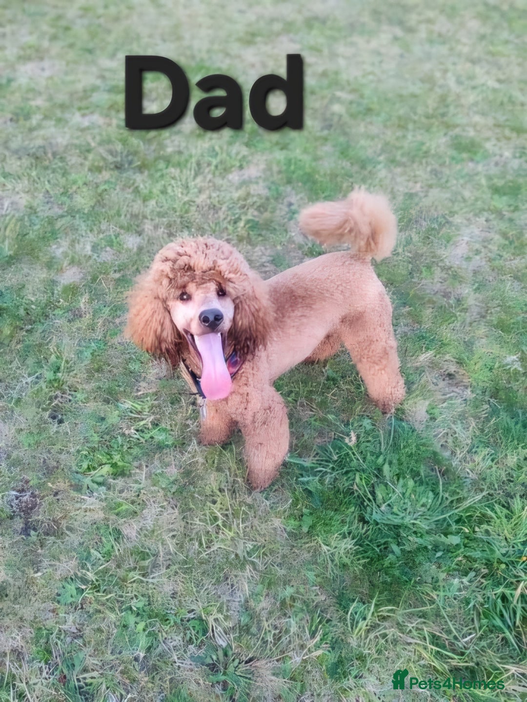 Cockapoo dogs for sale: Adorable cockapoo  - Image 16