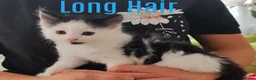 Mixed Breed cats for sale: Kittens  - Advert 3