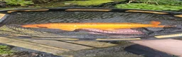 Pond Fish fish for sale: Koi carp / grass carp - Advert 9